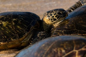Green Sea Turtles on Hookipa Beach   Maui Hawaii 4350